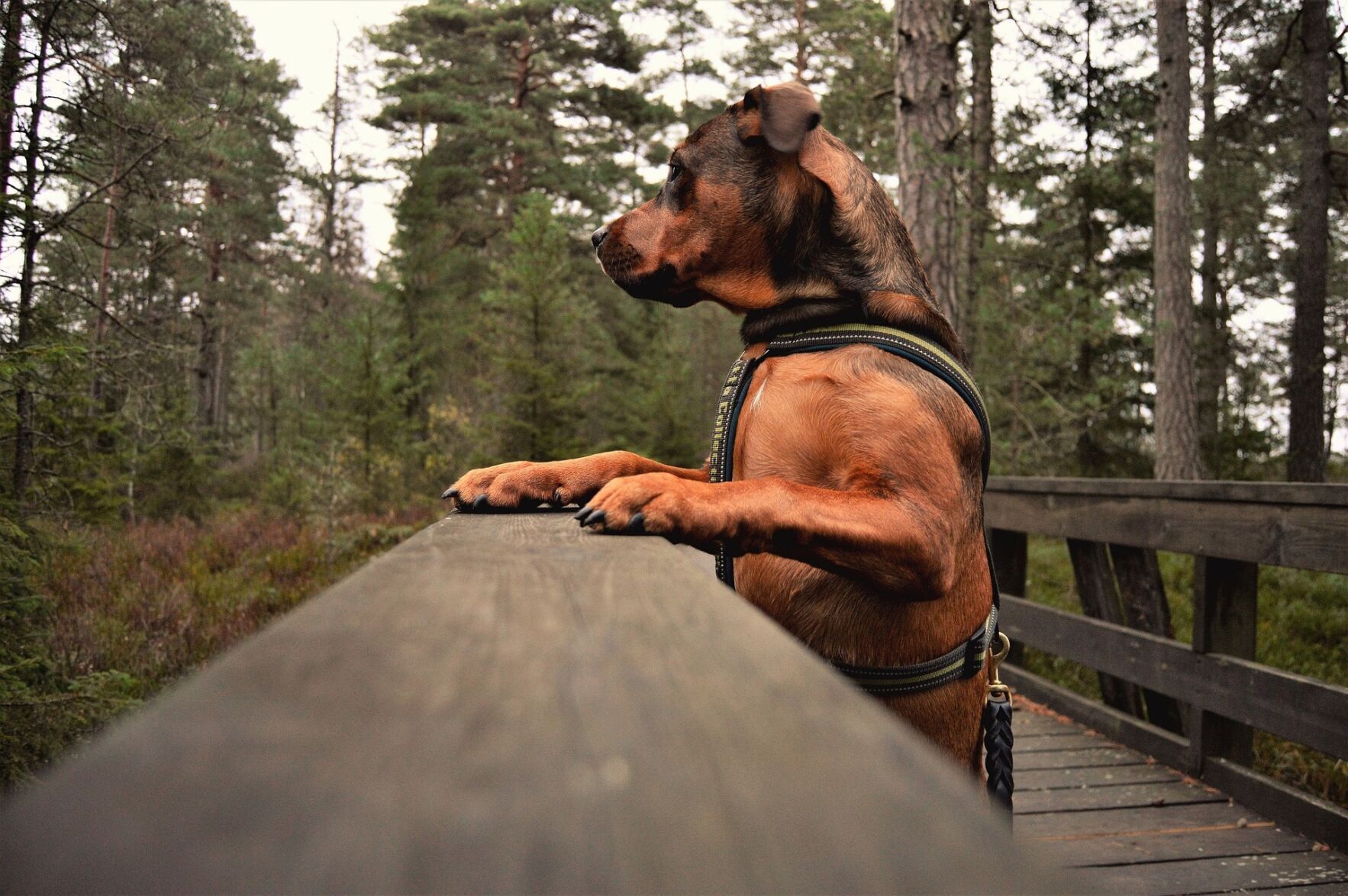 Look into dog-friendly spots near your destination or destinations.
